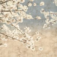 Cherry Blossoms II #IS5804