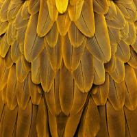 Feathered Friend - Golden #JBC112174