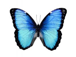 Vibrant Butterfly II #JBC113333