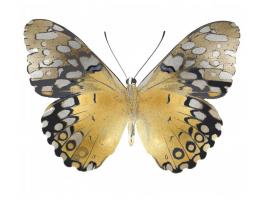 Golden Butterfly I #JBC113337