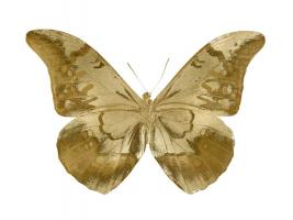 Golden Butterfly III #JBC113354