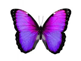 Vibrant Butterfly IV #JBC113366
