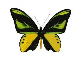 Vibrant Butterfly VII #JBC113368