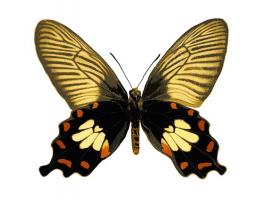 Butterfly with Orange #JBC113369