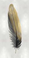 Gold Feather on Silver I #JBC114218