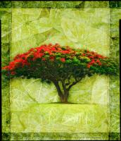 Royal Poinciana #72932