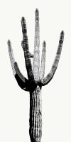 Saguaro Black & White I #MJ114266
