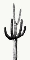 Saguaro Black & White III #MJ114268