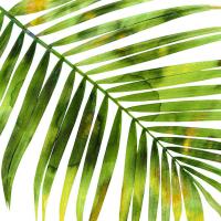 Tropical Palm I #MMR114336