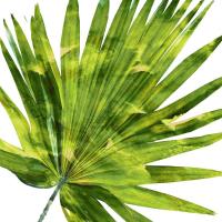 Tropical Palm IV #MMR114339