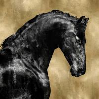 Black Stallion on Gold #MRR113457
