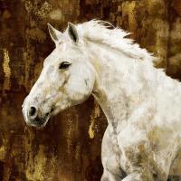 White Stallion #MRR113459