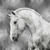 White Stallion on Silver #MRR113461