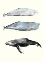 Whale Grouping 1 #100161
