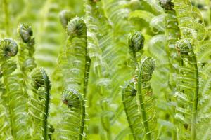 Spring Ferns #91066