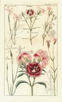 Geraniaceae 1 #81424 Geraniaceae 1 #81424