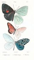 Lepidopteres 1, Emile Blanchard #85423
