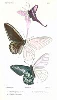 Lepidopteres 2, Emile Blanchard #85424