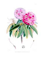 Rhodedendrum Campbelliae #81403