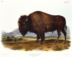 American Bison #81477