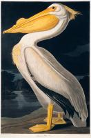 Birds of N America 2, JJ Audubon #85430