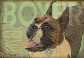 Boxer #86777
