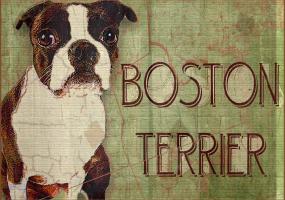 Boston Terrier #86784