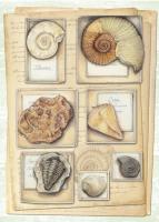 Fossil Specimen B #87472