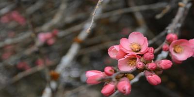 Crabapple Tree blossoms #SK113939