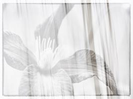 Black and white clematis #SK113941