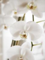 White Orchids #SK113993