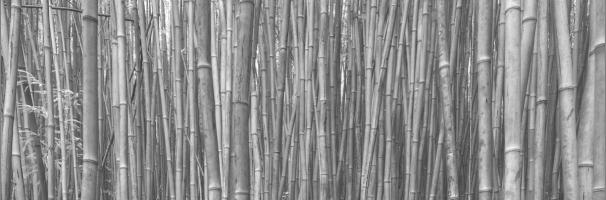 Bamboo Forest #SN111954