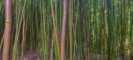 Bamboo #SN111955