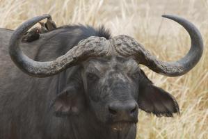 Cape Buffalo and Red Billed Ox #SN111959