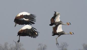 Crested Cranes #SN111966
