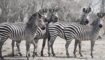 Curious Zebras #SN111967