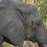 Female Elephant - Zabia #SN111973