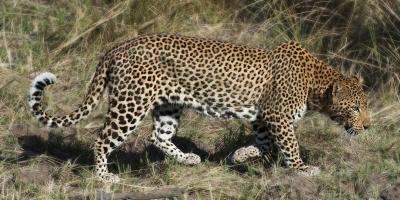 Leopard Hunting #SN111983