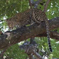 Leopard in a Tree #SN111984