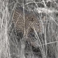 Leopard in the Grass #SN111985