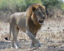 South Luangwa Lion #SN112011