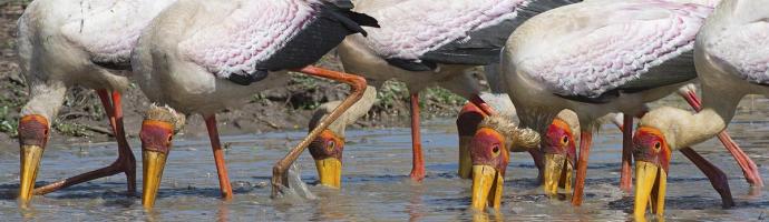 Yellow Billed Storks Fishing #SN112027
