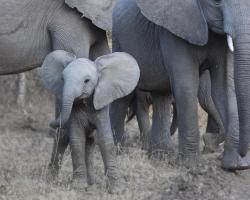 Young Elephant #SN112028