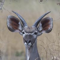 Young Kudu #SN112029