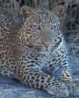 Young Leopard #SN112030