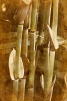 Bamboo #71539
