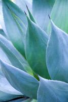 Agave I #77913