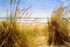 Dune Grass 3 #77926
