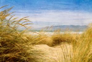Dune Grass 4 #77927