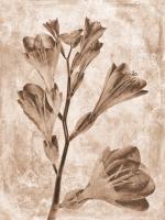 Sepia Flower Inversions 5 #102221